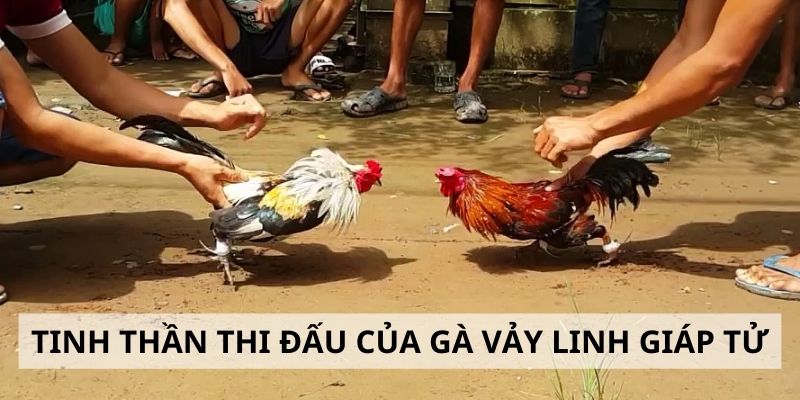 Tinh thần chiến đấu của chiến kê có vảy hiếm